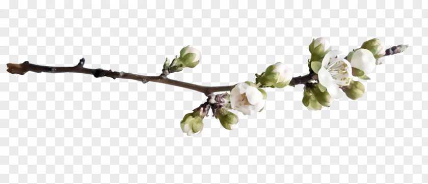 Free Image Pull Twigs Twig Peach Branch PNG