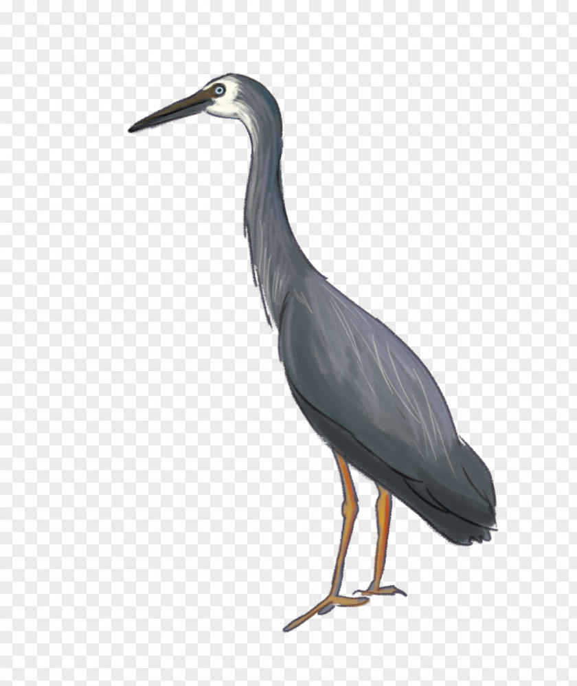 Bird Heron Desktop Wallpaper PNG