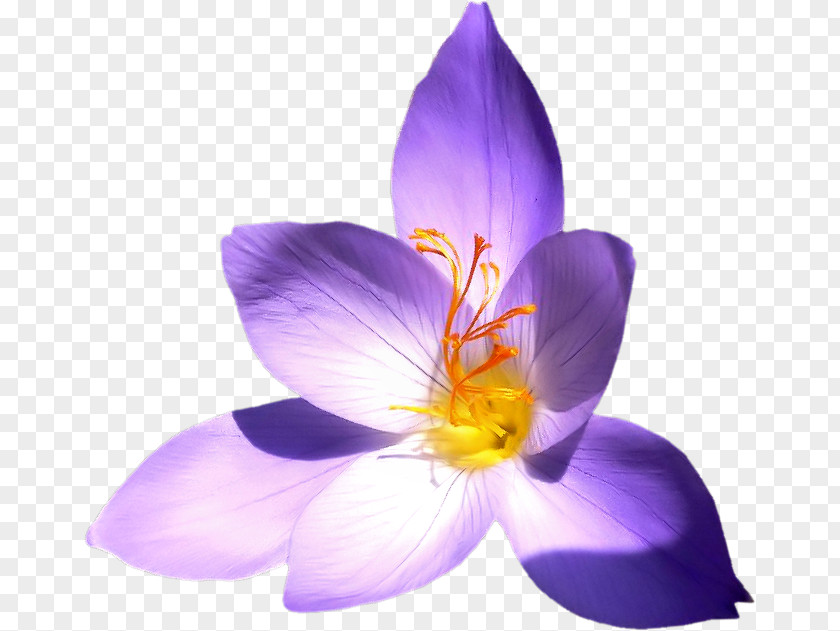 Crocus Saffron Close-up PNG