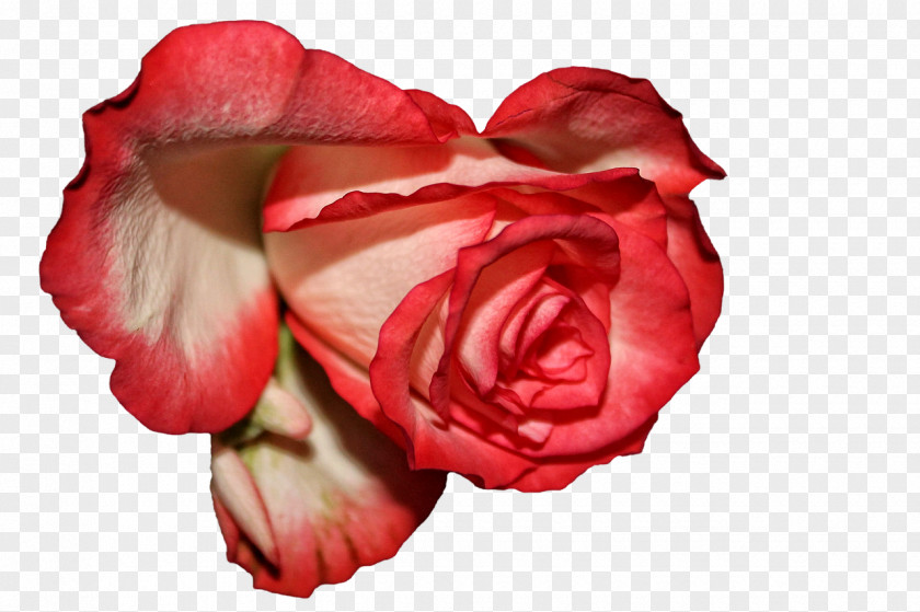 Flowers Bloom Garden Roses Centifolia Floribunda Red Love Journal PNG