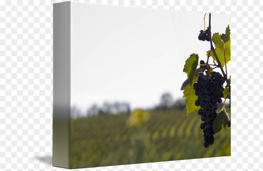 Grape Common Vine Wine Gallery Wrap Canvas PNG