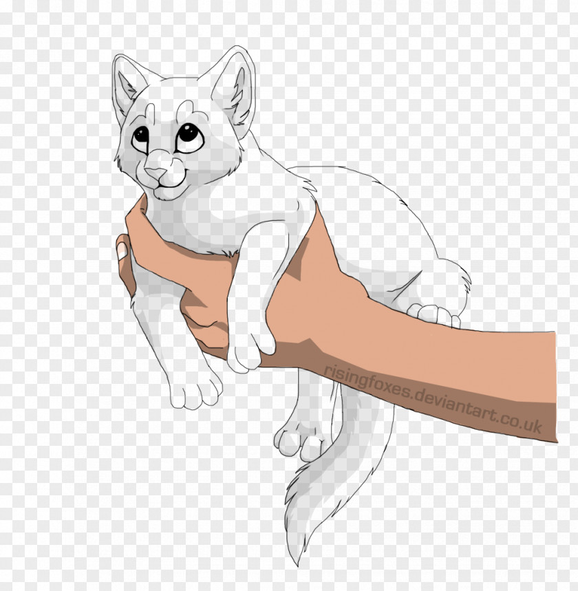 Kitten Whiskers Line Art Drawing PNG