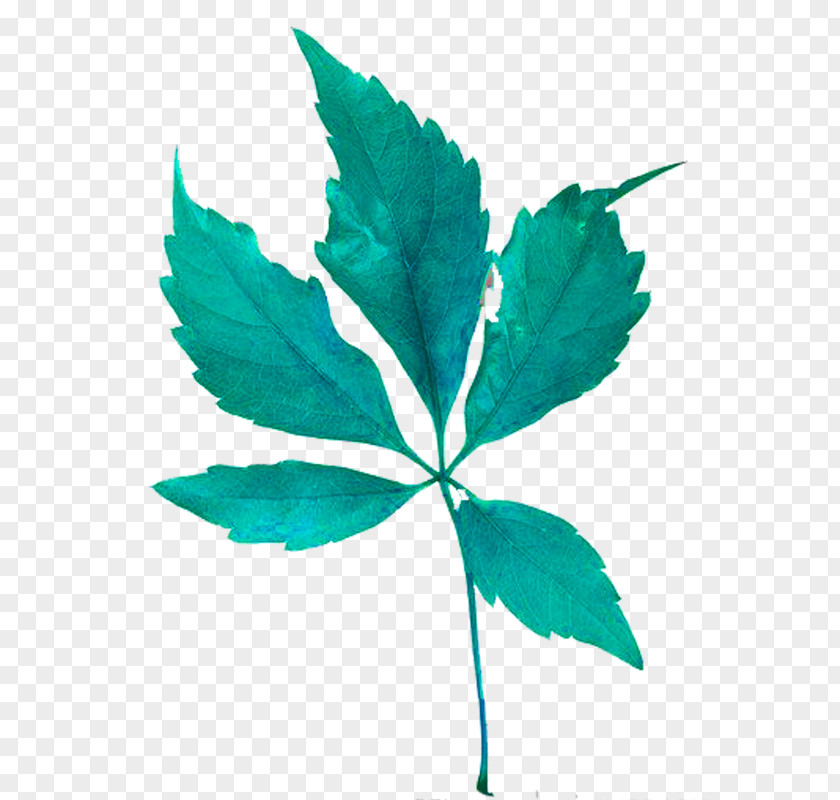 Leaf Centerblog 2768 (عدد) 2769 2771 PNG