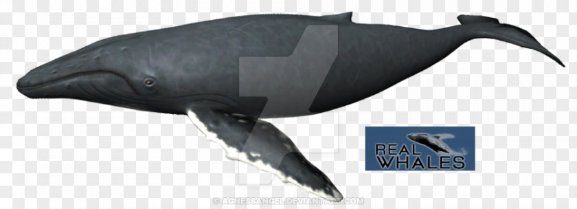 Minke Whale Dolphin Porpoise Fin Humpback Cetaceans PNG