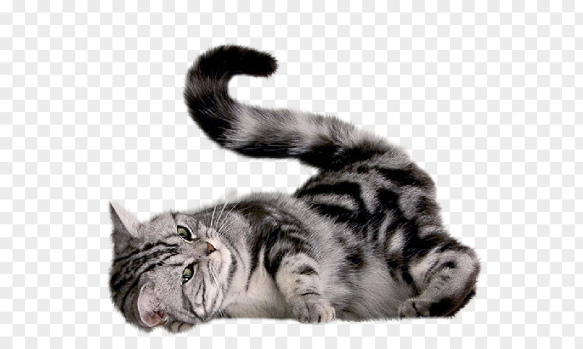 Cat Image, Free Download Picture, Kitten PNG