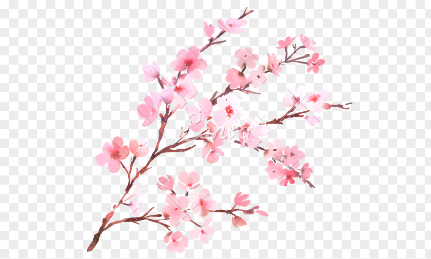 Cherry Blossom Flower Branch Watercolor Painting PNG