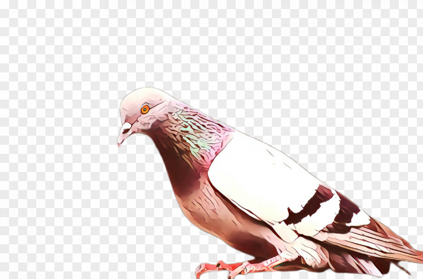 Feather Beak PNG