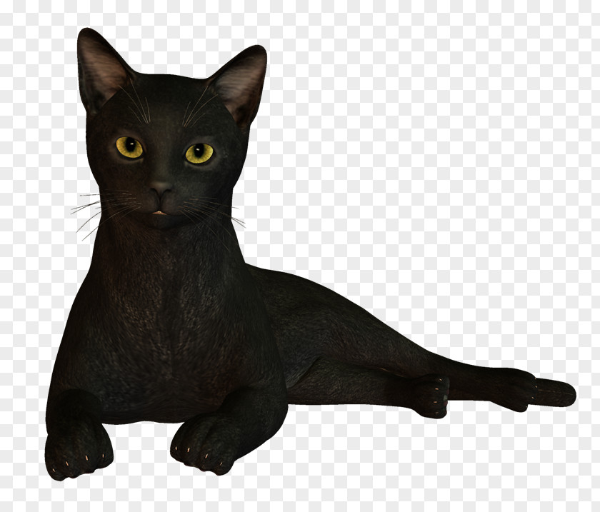 Funny Cat Black Bombay Korat Havana Brown Burmese PNG