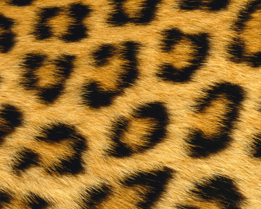 Leopard Giraffe Skin Animal Fur PNG