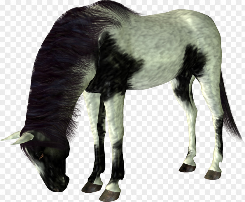 Mustang Foal Stallion Colt PNG