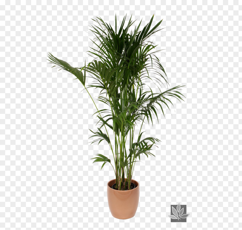 Plants Howea Forsteriana Chamaedorea Elegans Arecaceae Plant Interscapes PNG