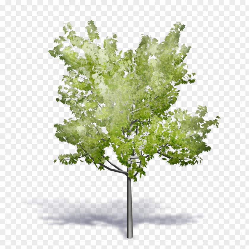 Tree Twig Building Information Modeling Autodesk Revit Computer-aided Design ArchiCAD PNG