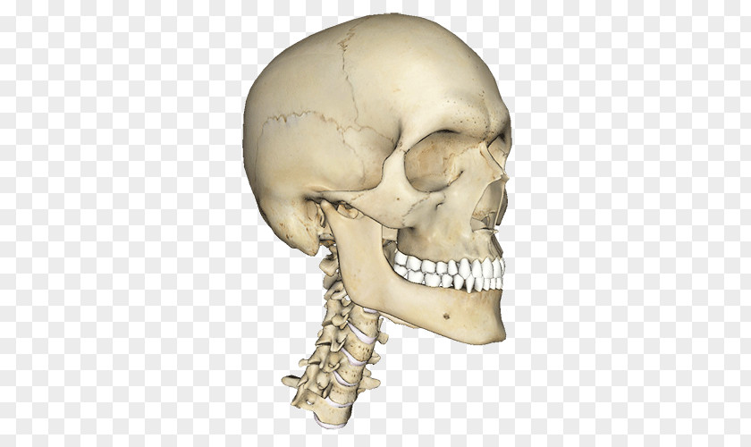Anatomy Atlas Of Human Body Head Homo Sapiens PNG