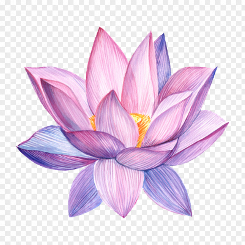 Floating Lotus Stock Photography Flower Watercolor Painting Royalty-free Drawing PNG
