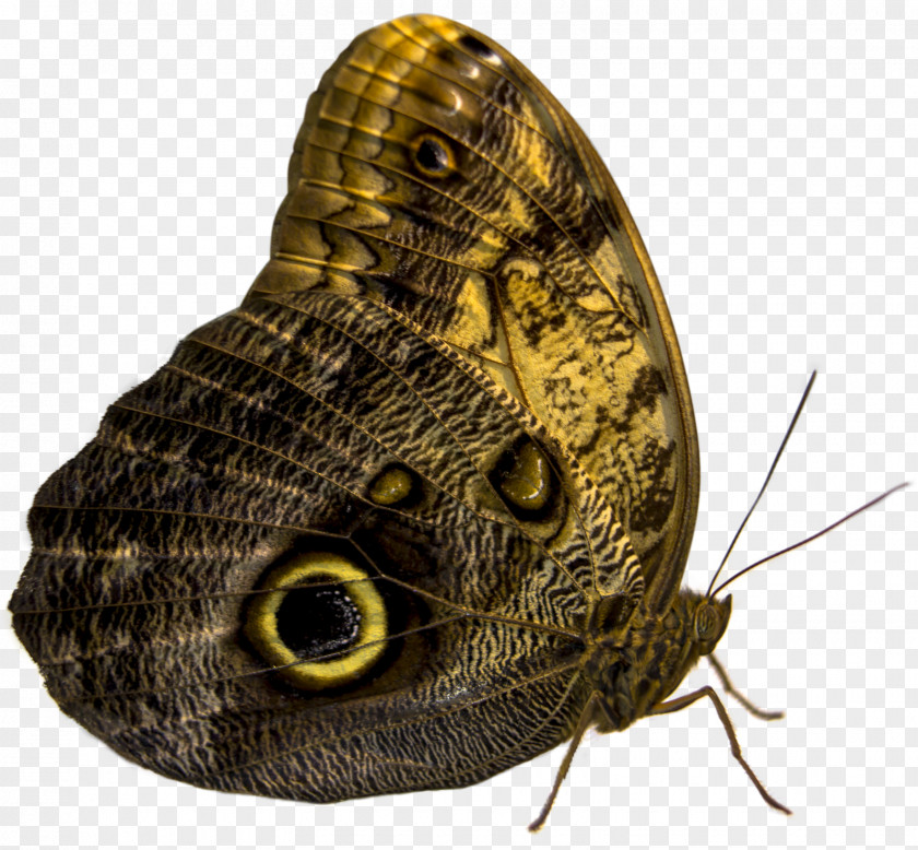 Insect Owl Butterfly Moth PNG