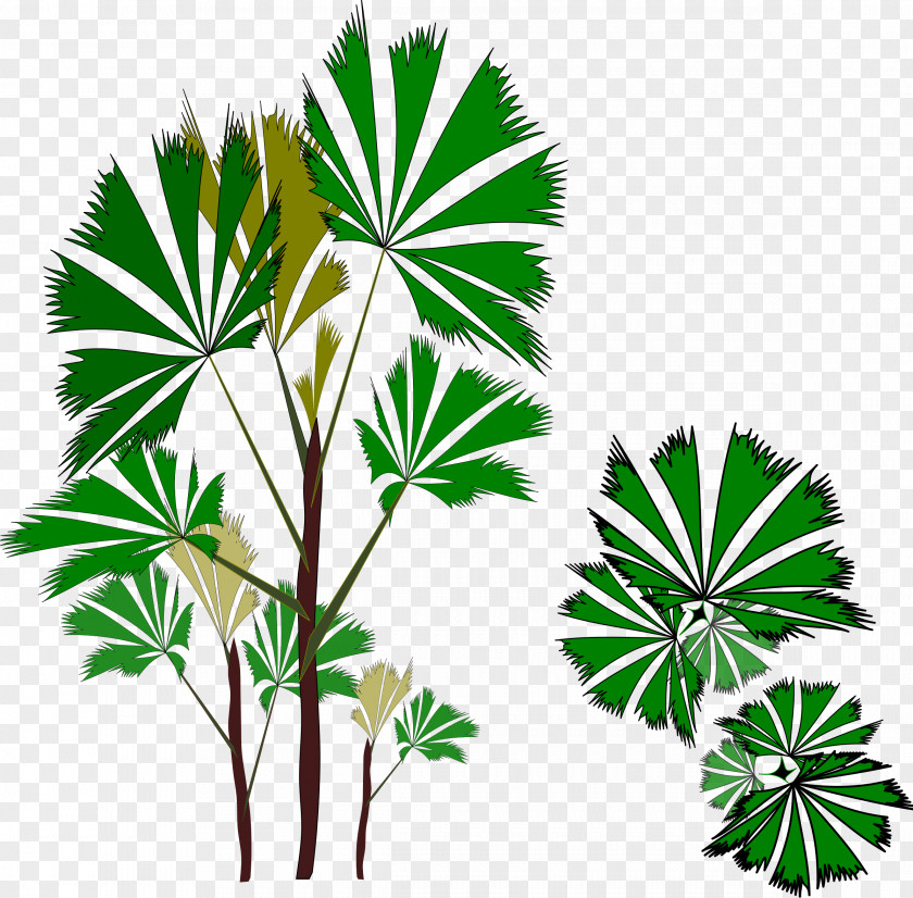 Palm Tree Arecaceae Pine Plant Clip Art PNG