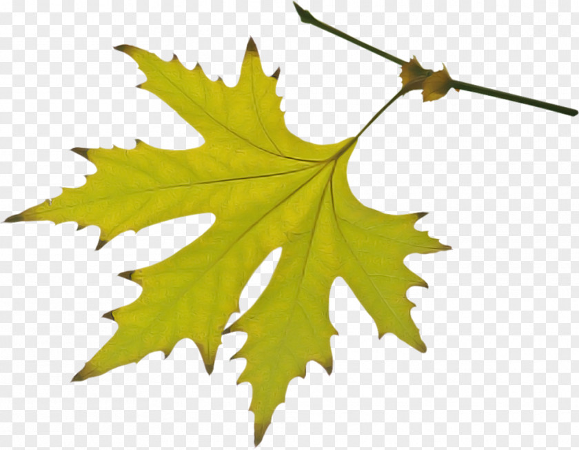 Planetree Family Sweet Gum Maple Leaf PNG
