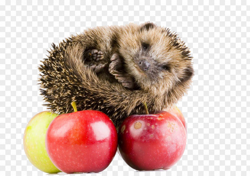 Sleeping On Apple Hedgehog Hxe9risson Stock Photography Wallpaper PNG