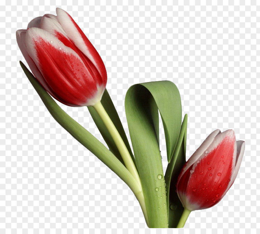 Tulip Cut Flowers Desktop Wallpaper Clip Art PNG