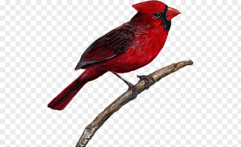 Bird Wall Decal Northern Cardinal Sticker PNG