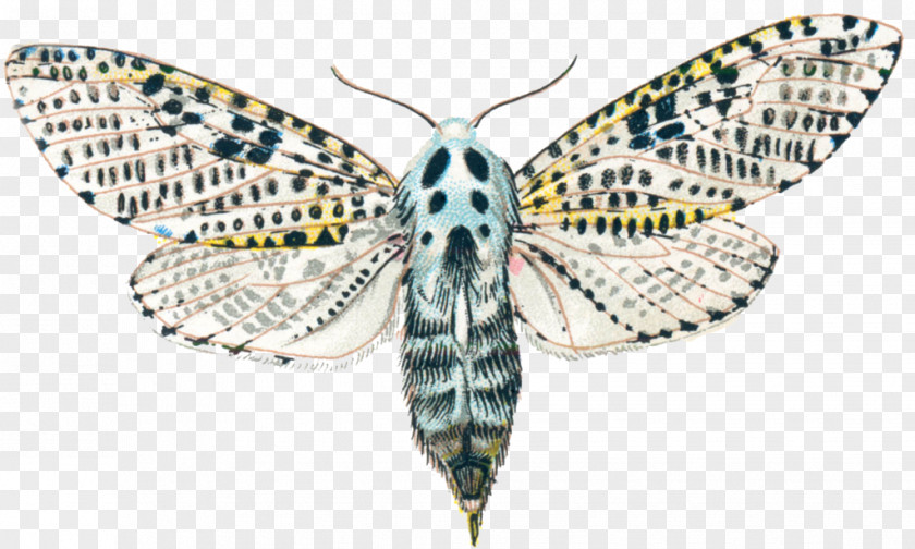 Butterfly Brush-footed Butterflies Silkworm Leopard Moth Hexapoda PNG
