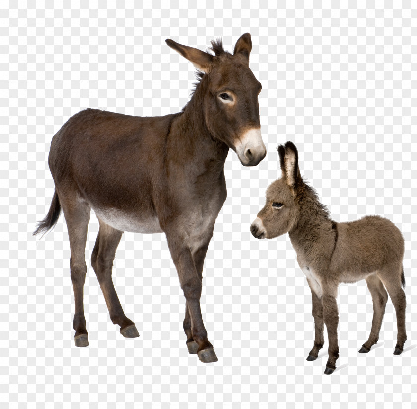 Donkey Horse Stock Photography Desktop Wallpaper PNG