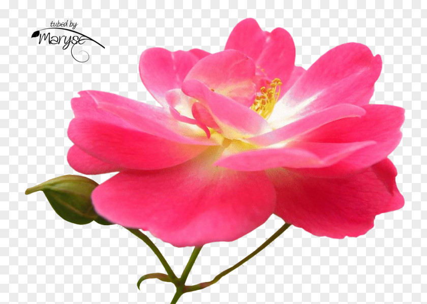 Floribunda Garden Roses Cabbage Rose French Japanese Camellia PNG