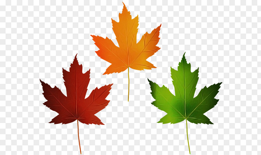 Leaf Maple / M Meter Tree PNG