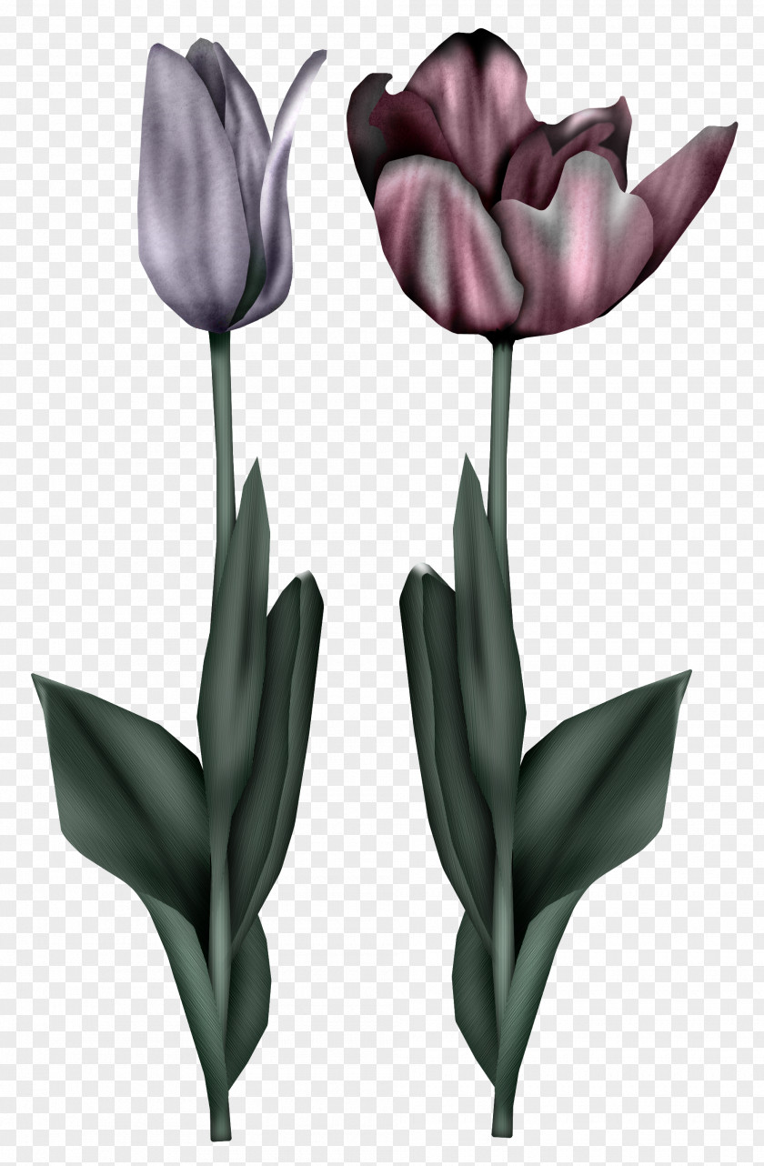 Tulip Flower Image Drawing Illustration PNG