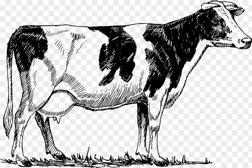 Bovine Holstein Friesian Cattle Ayrshire Beef Dairy PNG