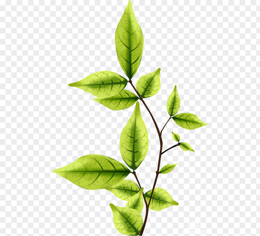 Leaf Twig PNG