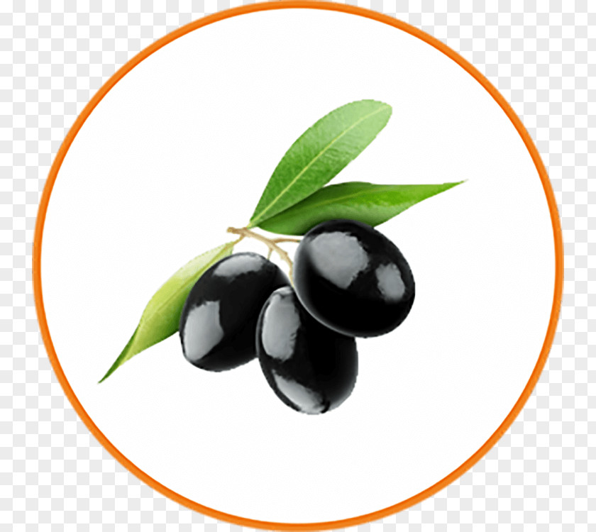 Superfood Flower Olive Tree PNG