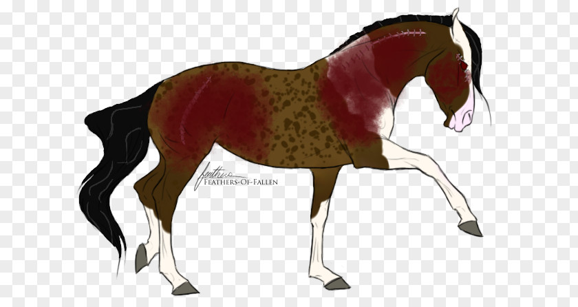 War Horse Mustang Foal Stallion Colt Mare PNG