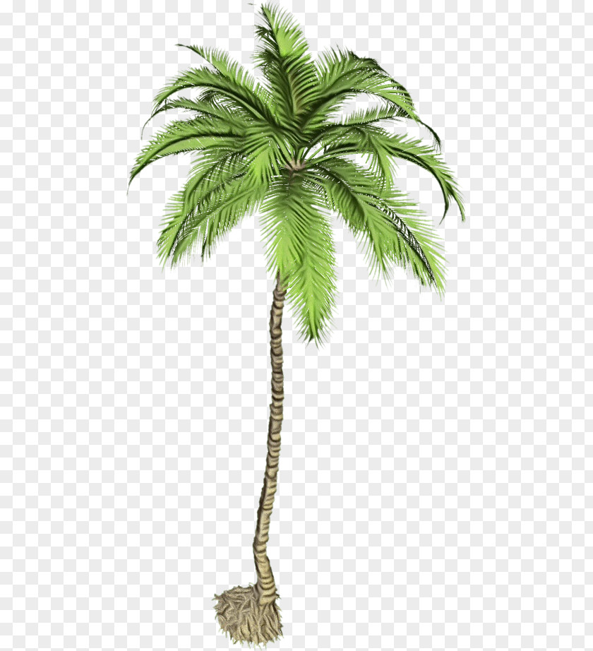 Cycad Attalea Speciosa Coconut Tree Drawing PNG