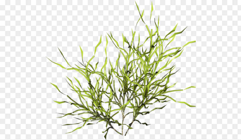 Herbage Computer Graphics Clip Art PNG