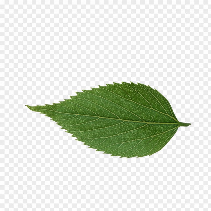 Leaf Avatar Icon PNG