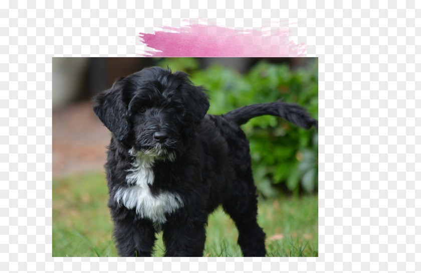 Puppy Miniature Schnauzer Schnoodle Affenpinscher Newfoundland Dog Tibetan Terrier PNG