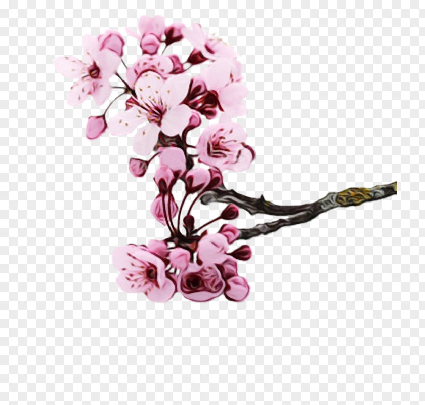 Spring Petal Cherry Blossom PNG
