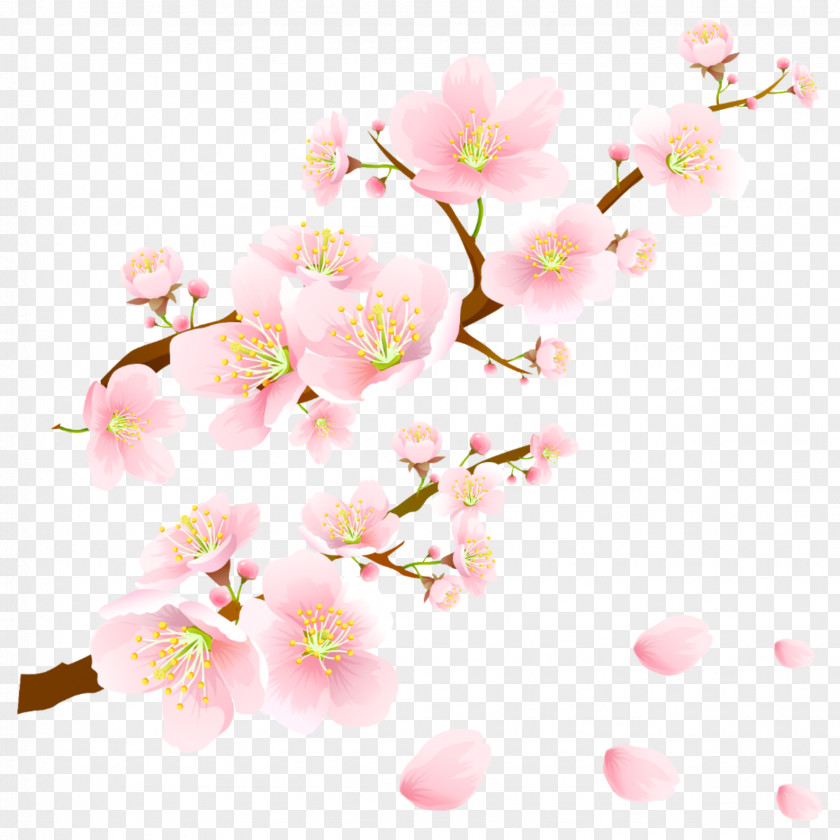 Cherry Blossom National Festival Desktop Wallpaper Image PNG