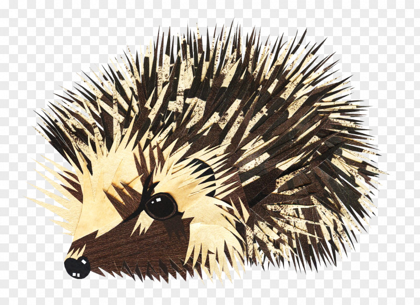 Hedgehog European Animal Drawing PNG