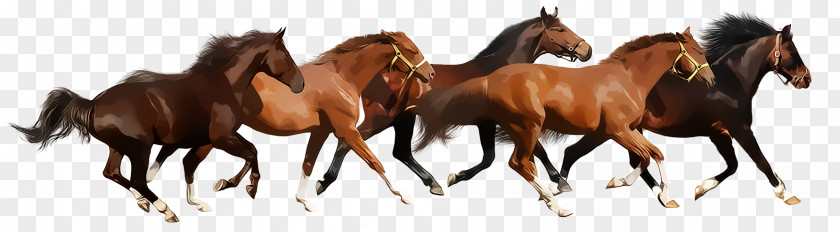 Horse Run Gallop American Miniature Foal Definition PNG