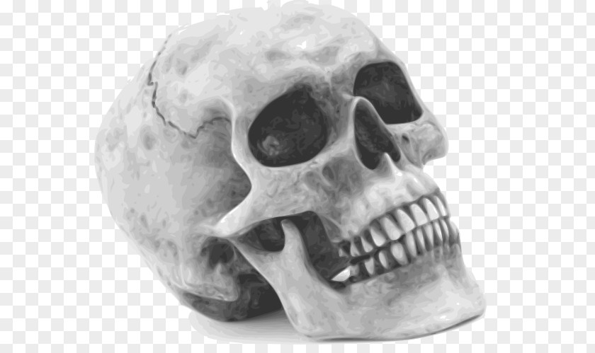 King Skull Human Symbolism Skeleton Clip Art PNG