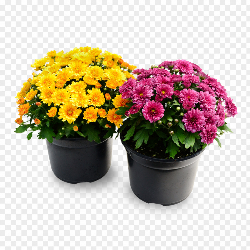 Lantana Aster Flower Flowering Plant Flowerpot Houseplant PNG