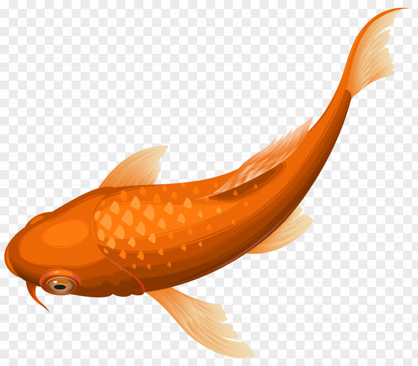 Orange Koi Fish Transparent Clip Art Image Goldfish PNG