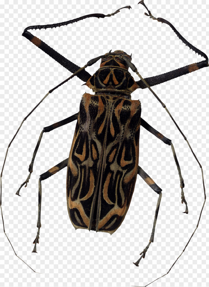 Six Insects Clip Art PNG