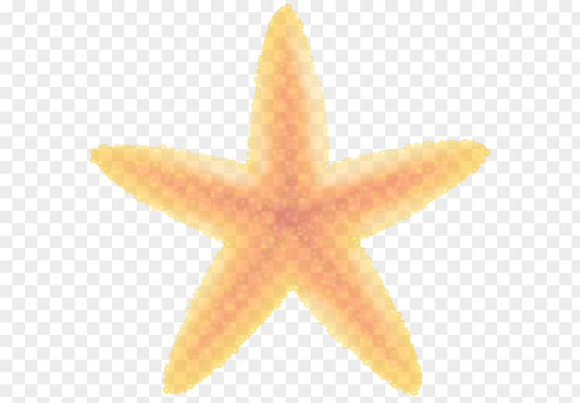 Star Marine Invertebrates Orange PNG