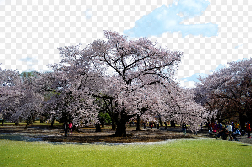 Tokyo Sakura Photos National Cherry Blossom Festival PNG