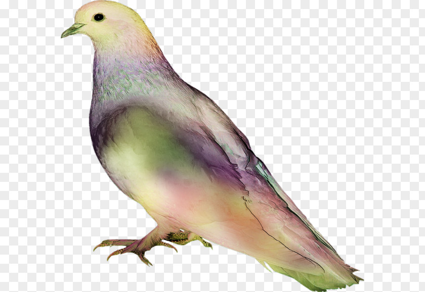 Bird Feather Image Beak PNG