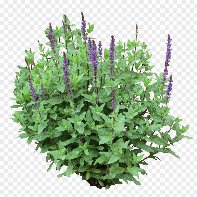 Bush Purple Shrub Tree Clip Art PNG