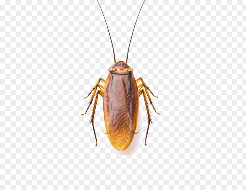 Cockroach Stock Photography Image Shutterstock PNG
